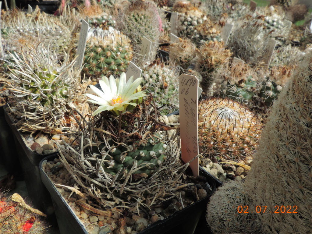 Cacti and Sukkulent in Köln, every day new flowers in the greenhouse Part 277 Bild9515