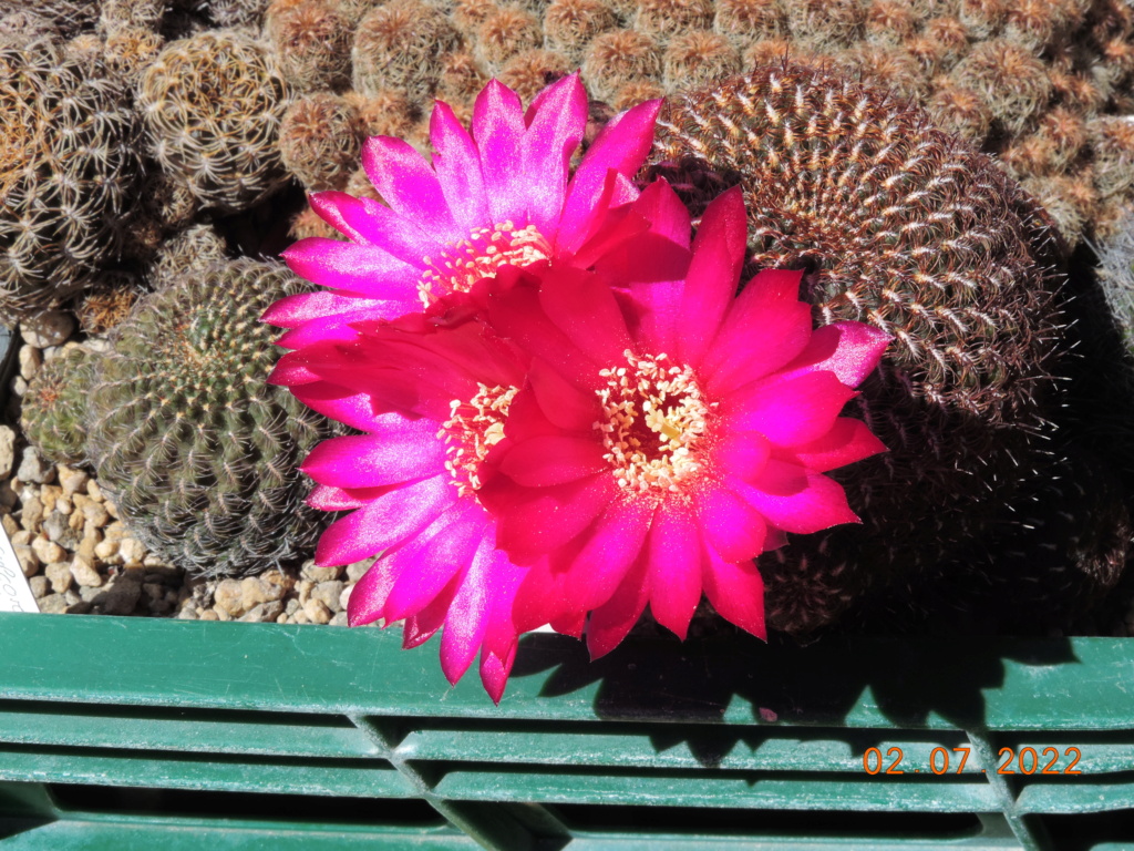 Cacti and Sukkulent in Köln, every day new flowers in the greenhouse Part 277 Bild9516