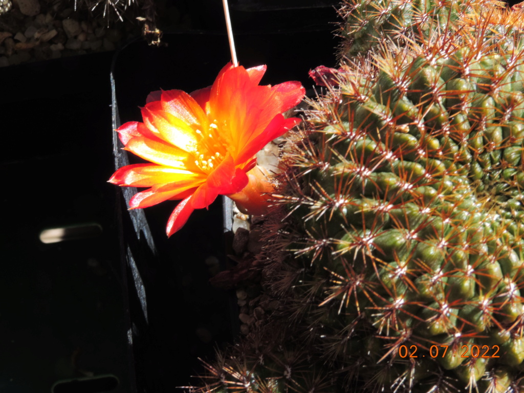 Cacti and Sukkulent in Köln, every day new flowers in the greenhouse Part 277 Bild9518