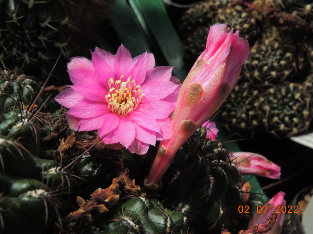 Cacti and Sukkulent in Köln, every day new flowers in the greenhouse Part 277 Bild9520