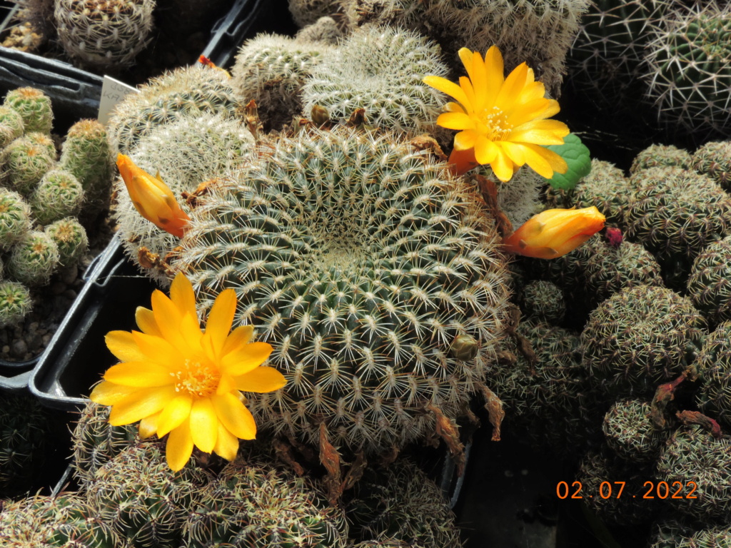 Cacti and Sukkulent in Köln, every day new flowers in the greenhouse Part 277 Bild9521