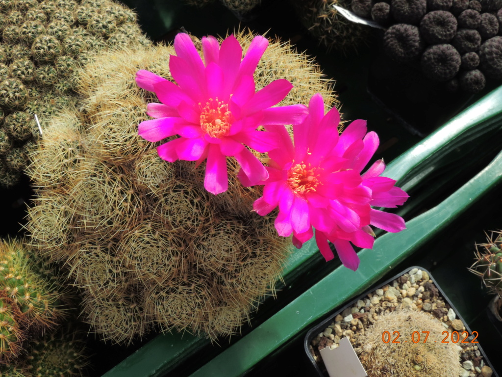 Cacti and Sukkulent in Köln, every day new flowers in the greenhouse Part 277 Bild9522