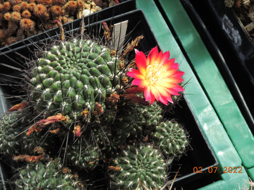 Cacti and Sukkulent in Köln, every day new flowers in the greenhouse Part 277 Bild9523