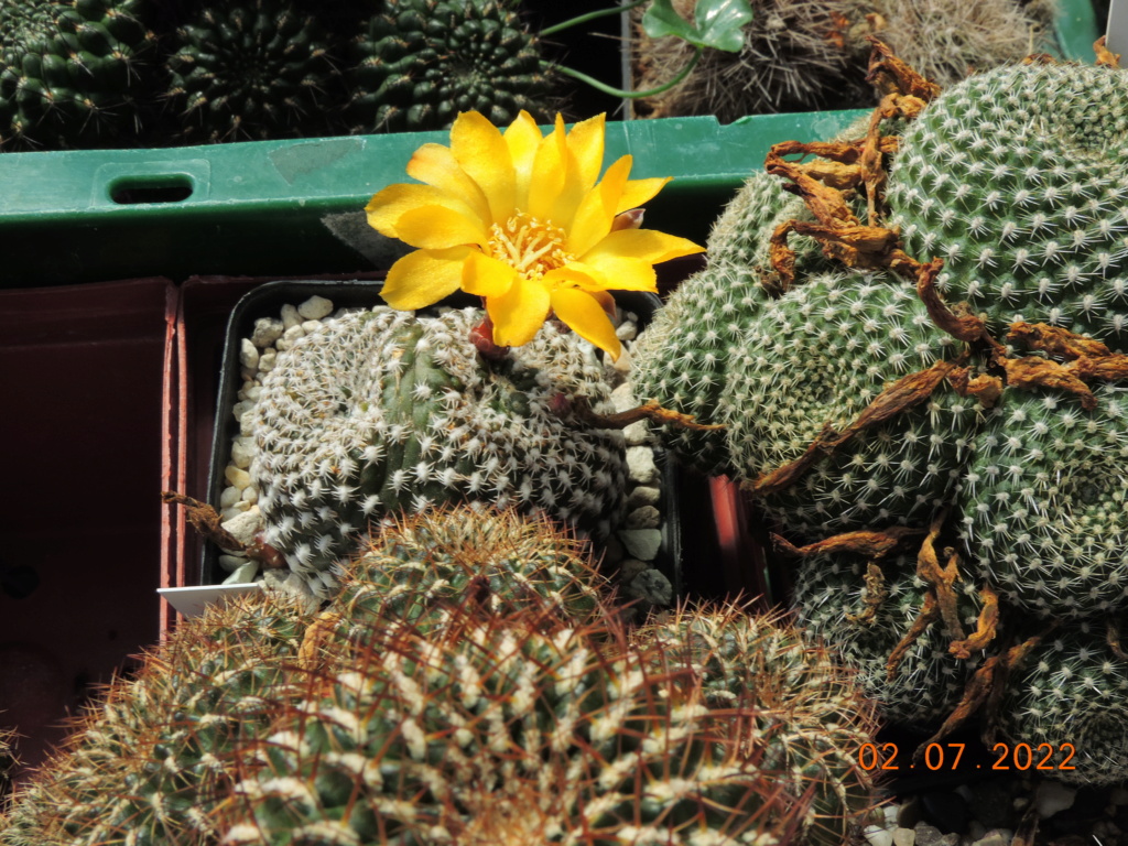 Cacti and Sukkulent in Köln, every day new flowers in the greenhouse Part 277 Bild9524