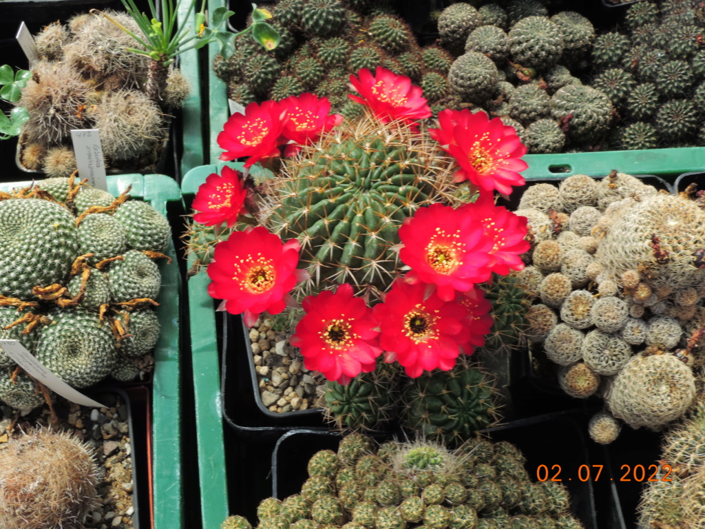 Cacti and Sukkulent in Köln, every day new flowers in the greenhouse Part 277 Bild9526