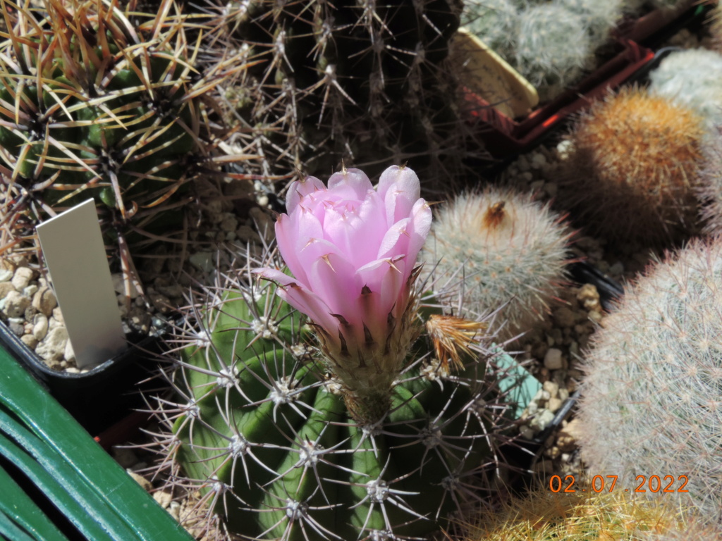 Cacti and Sukkulent in Köln, every day new flowers in the greenhouse Part 277 Bild9528