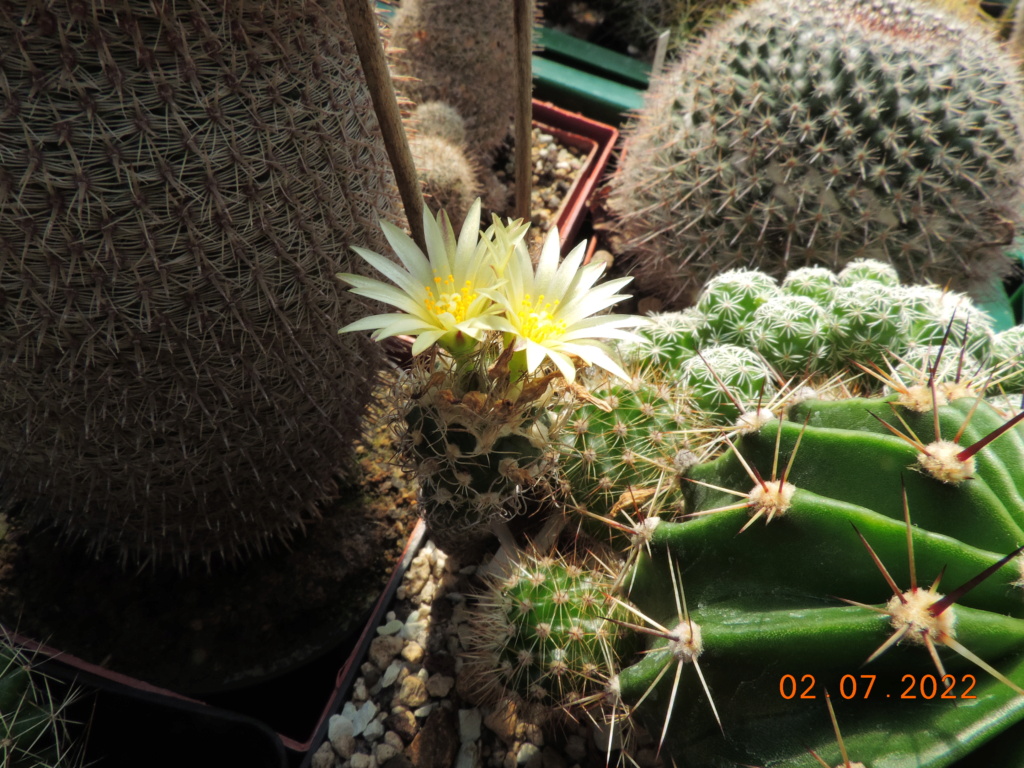 Cacti and Sukkulent in Köln, every day new flowers in the greenhouse Part 277 Bild9531