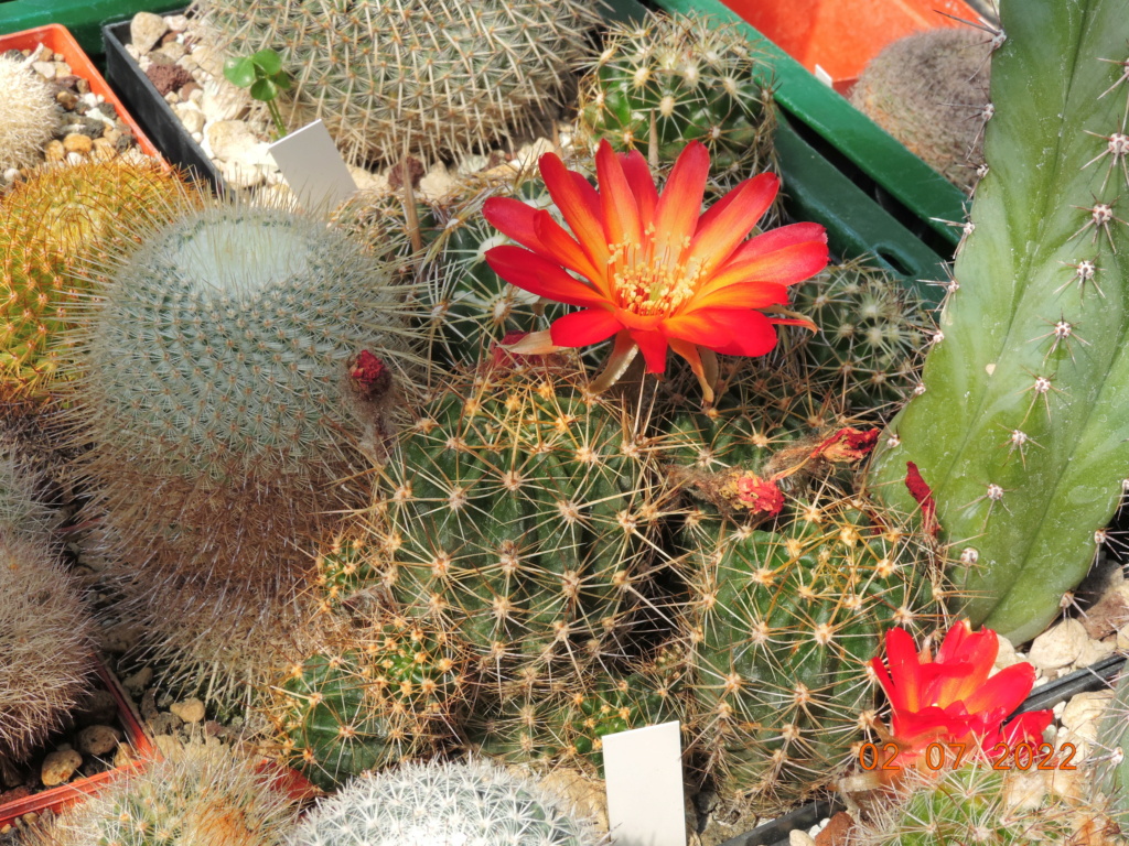 Cacti and Sukkulent in Köln, every day new flowers in the greenhouse Part 277 Bild9532
