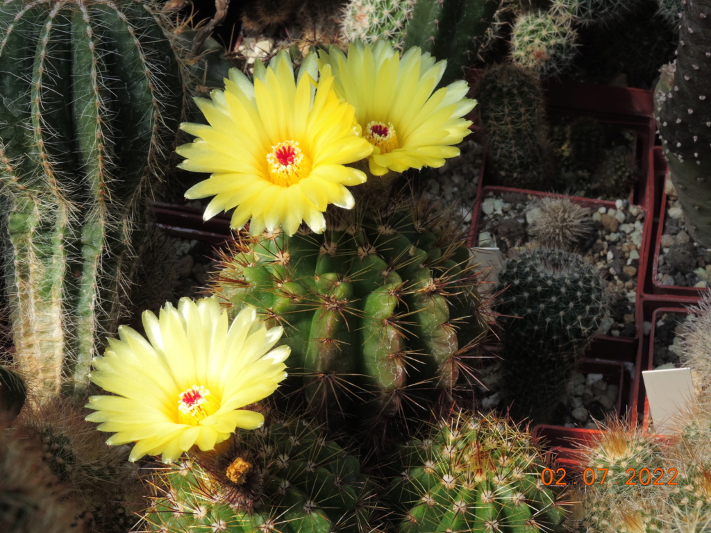 Cacti and Sukkulent in Köln, every day new flowers in the greenhouse Part 277 Bild9533