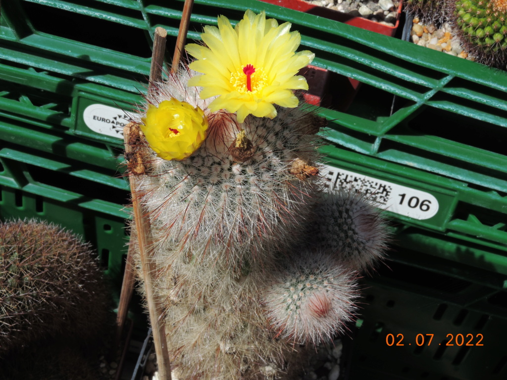 Cacti and Sukkulent in Köln, every day new flowers in the greenhouse Part 277 Bild9534