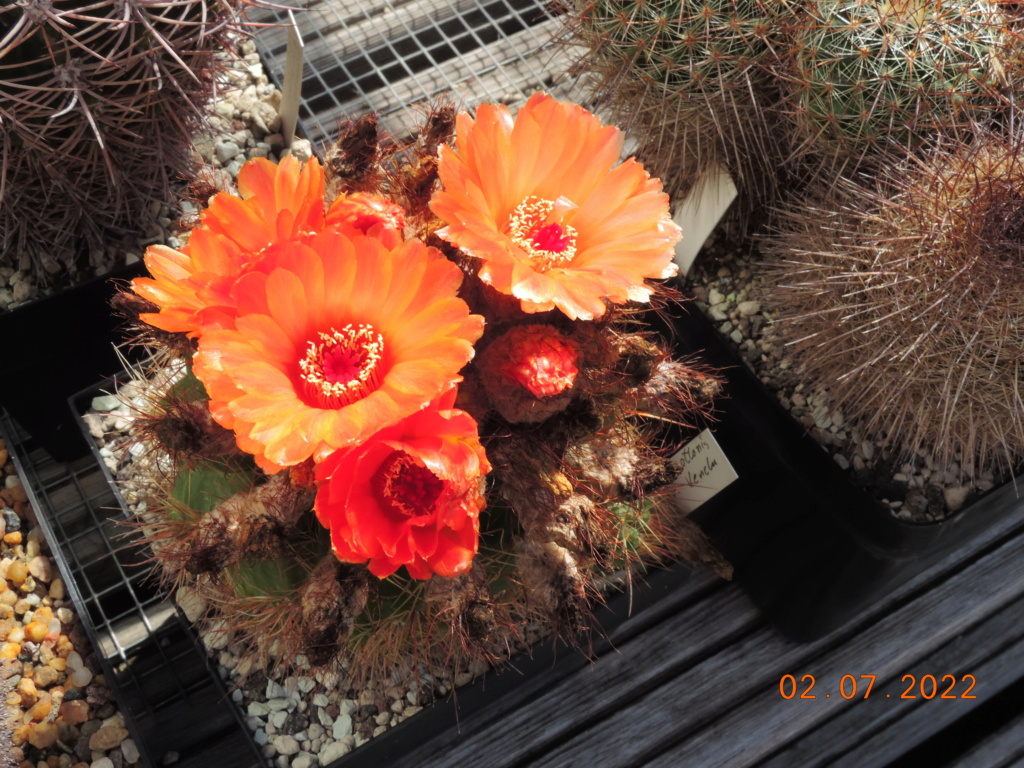 Cacti and Sukkulent in Köln, every day new flowers in the greenhouse Part 277 Bild9535