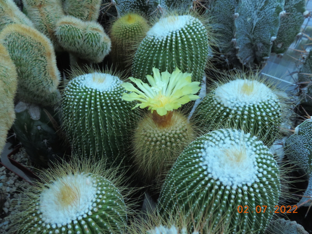 Cacti and Sukkulent in Köln, every day new flowers in the greenhouse Part 277 Bild9537