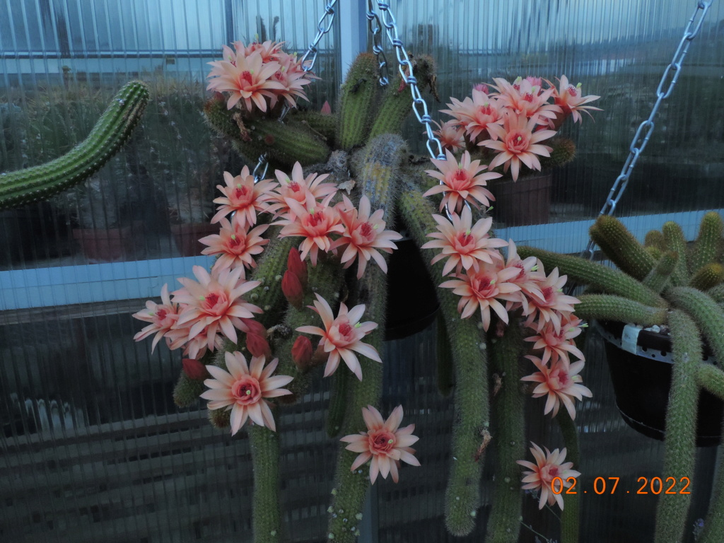Cacti and Sukkulent in Köln, every day new flowers in the greenhouse Part 277 Bild9538