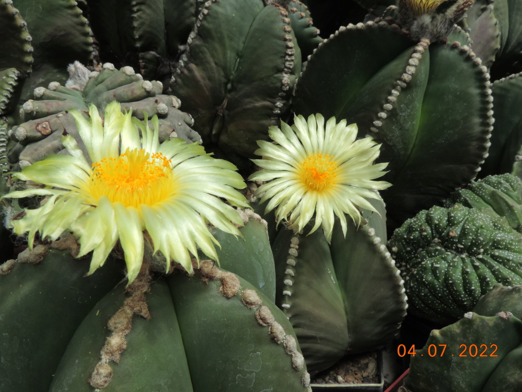 Cacti and Sukkulent in Köln, every day new flowers in the greenhouse Part 277 Bild9542