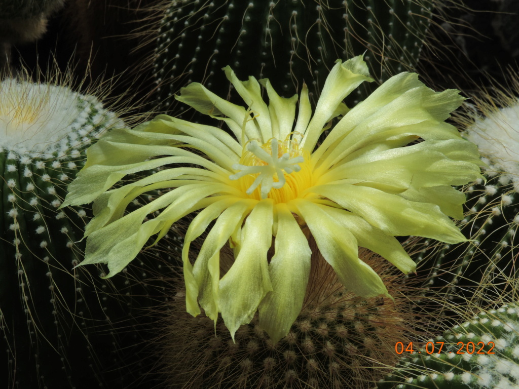 Cacti and Sukkulent in Köln, every day new flowers in the greenhouse Part 277 Bild9547