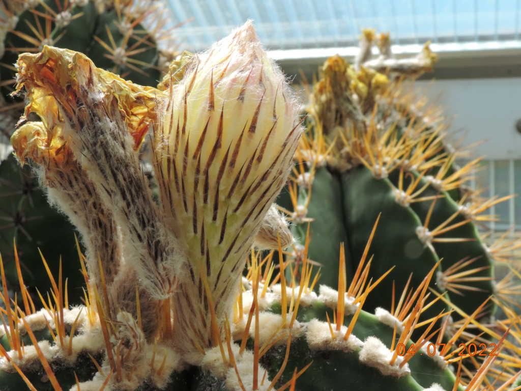 Cacti and Sukkulent in Köln, every day new flowers in the greenhouse Part 277 Bild9548