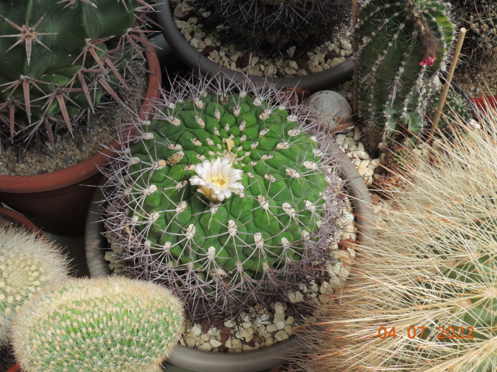 Cacti and Sukkulent in Köln, every day new flowers in the greenhouse Part 277 Bild9549