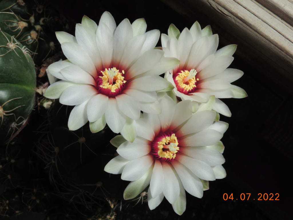 Cacti and Sukkulent in Köln, every day new flowers in the greenhouse Part 277 Bild9550