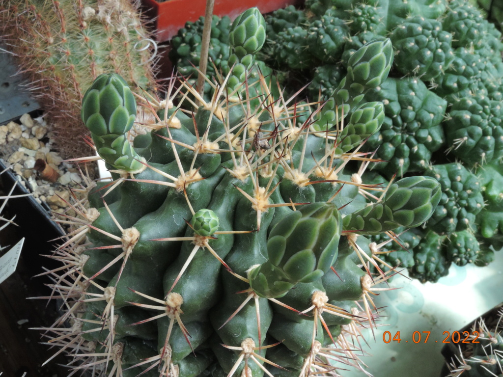 Cacti and Sukkulent in Köln, every day new flowers in the greenhouse Part 277 Bild9551
