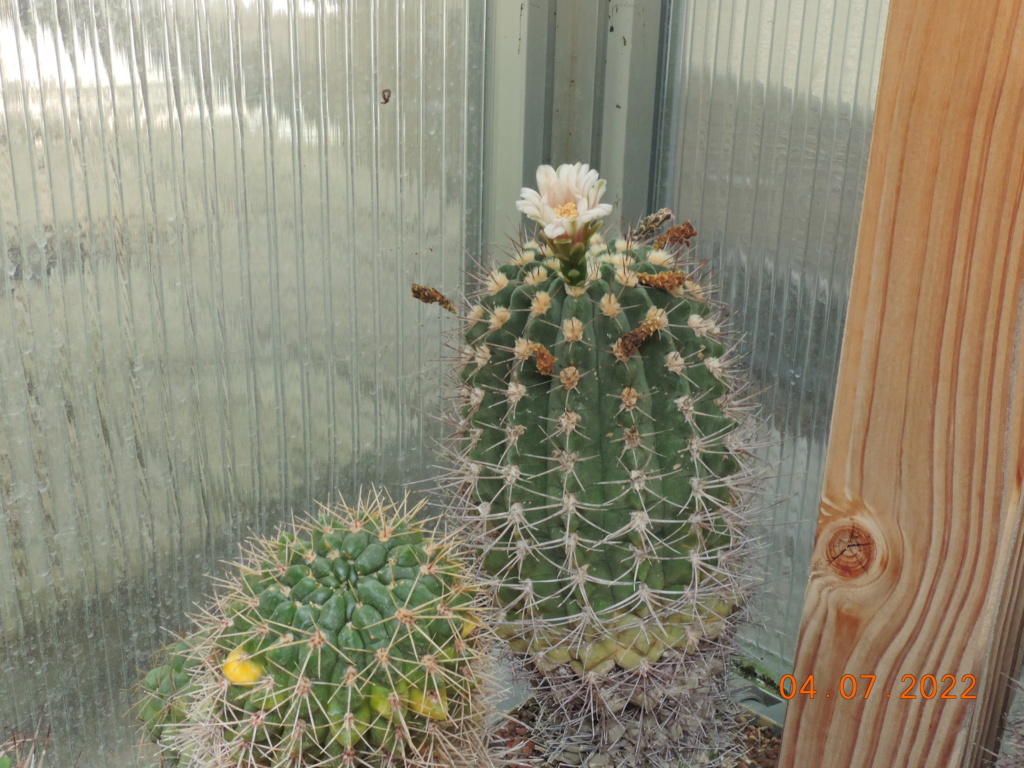 Cacti and Sukkulent in Köln, every day new flowers in the greenhouse Part 277 Bild9554