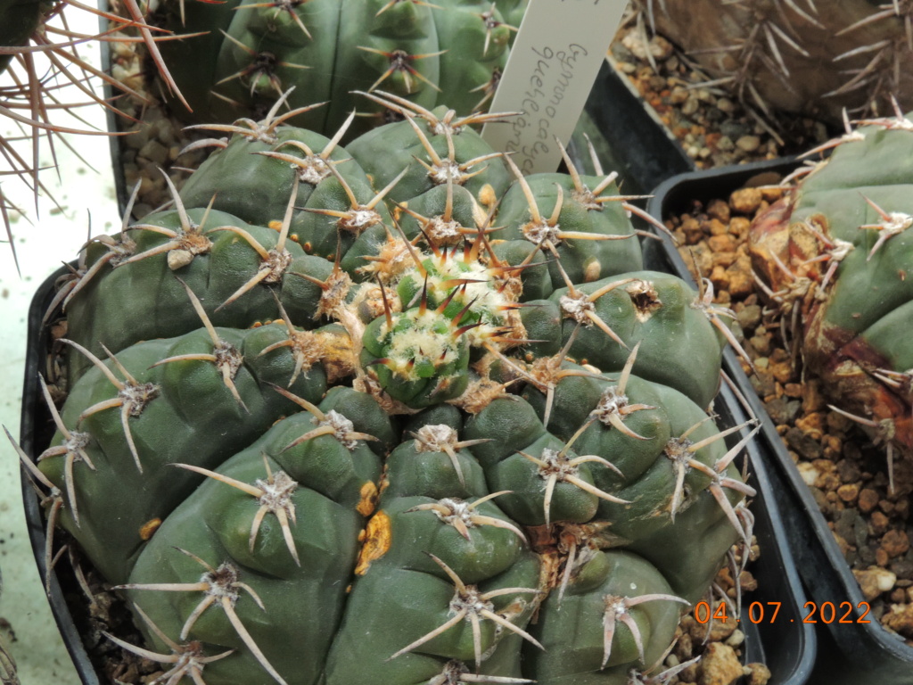Cacti and Sukkulent in Köln, every day new flowers in the greenhouse Part 277 Bild9555