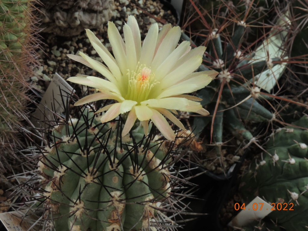 Cacti and Sukkulent in Köln, every day new flowers in the greenhouse Part 277 Bild9556