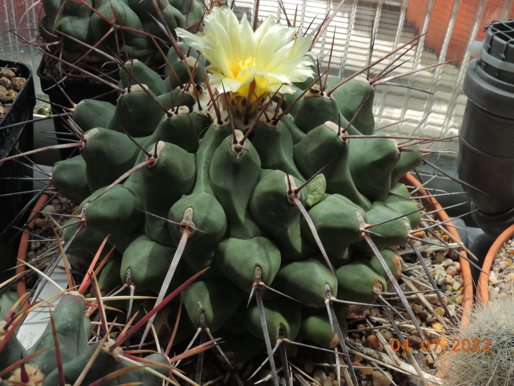 Cacti and Sukkulent in Köln, every day new flowers in the greenhouse Part 277 Bild9557