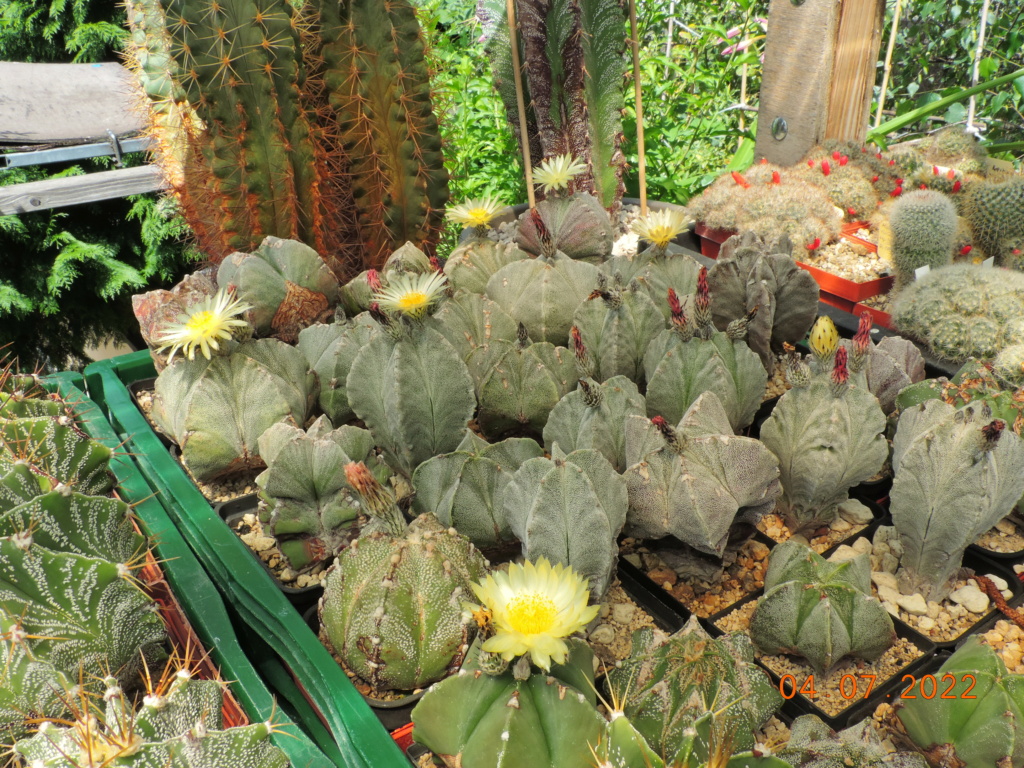 Cacti and Sukkulent in Köln, every day new flowers in the greenhouse Part 277 Bild9559