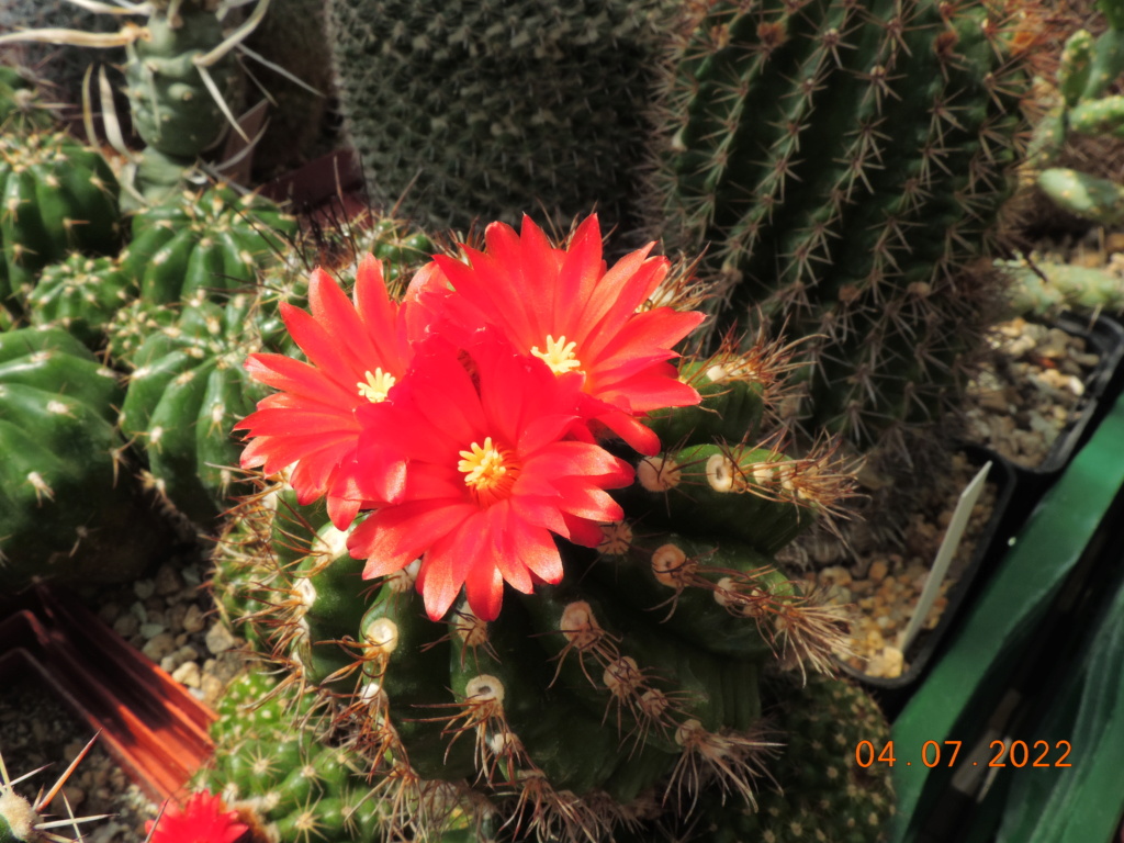 Cacti and Sukkulent in Köln, every day new flowers in the greenhouse Part 277 Bild9560