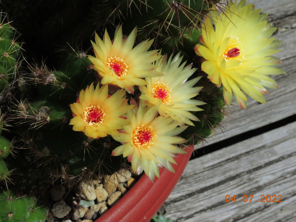 Cacti and Sukkulent in Köln, every day new flowers in the greenhouse Part 277 Bild9561