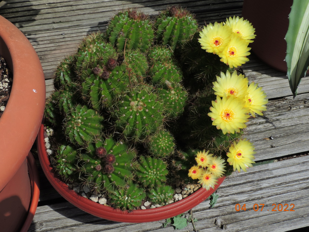 Cacti and Sukkulent in Köln, every day new flowers in the greenhouse Part 277 Bild9562