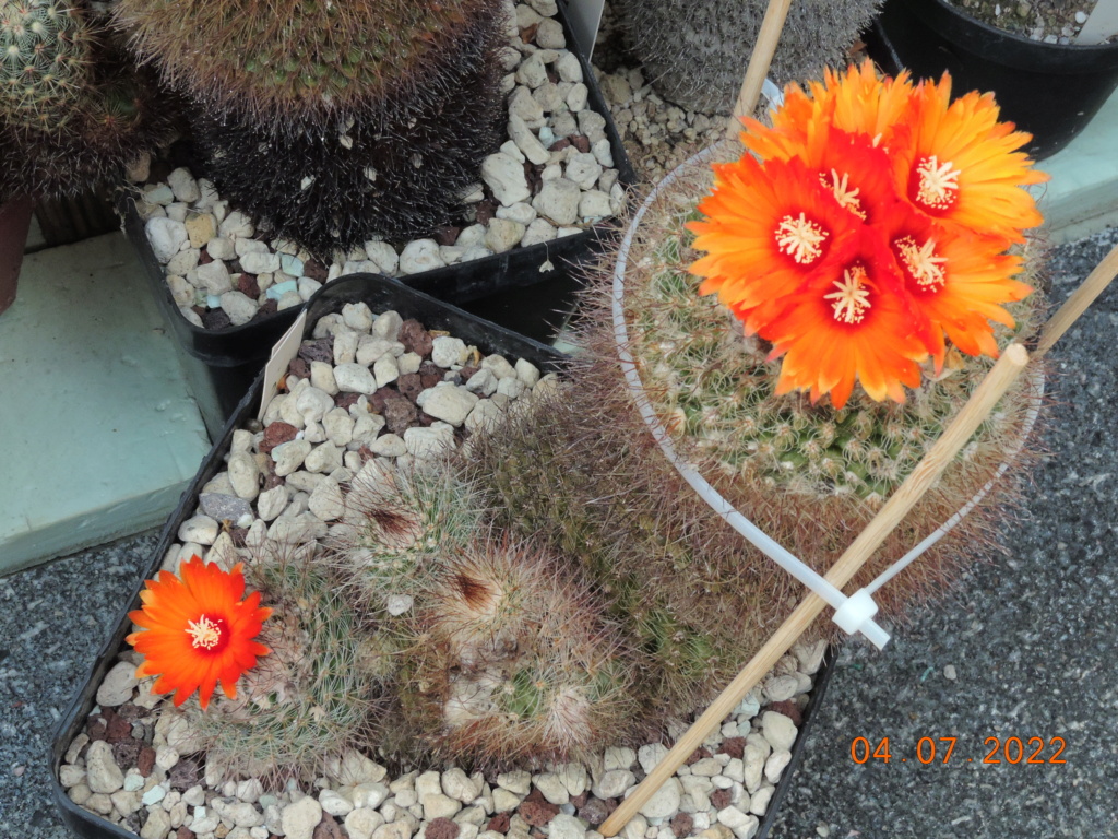 Cacti and Sukkulent in Köln, every day new flowers in the greenhouse Part 277 Bild9570