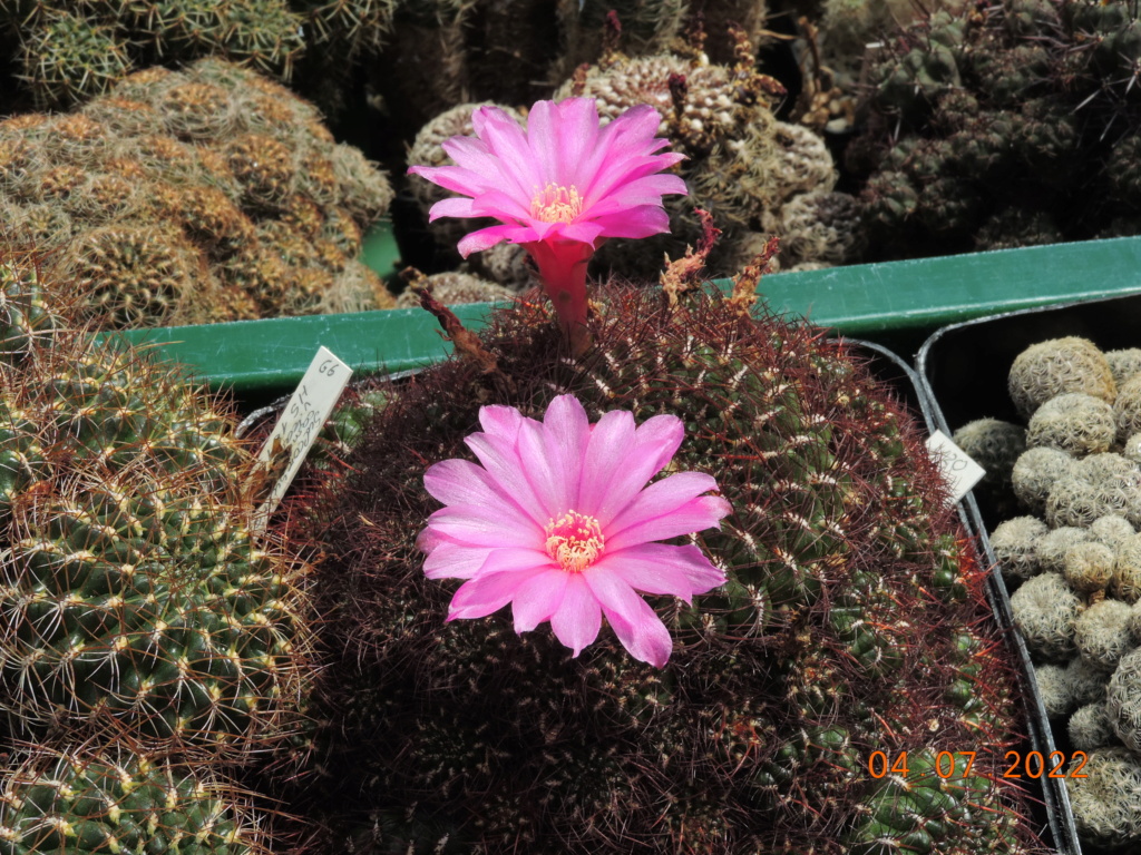 Cacti and Sukkulent in Köln, every day new flowers in the greenhouse Part 277 Bild9571