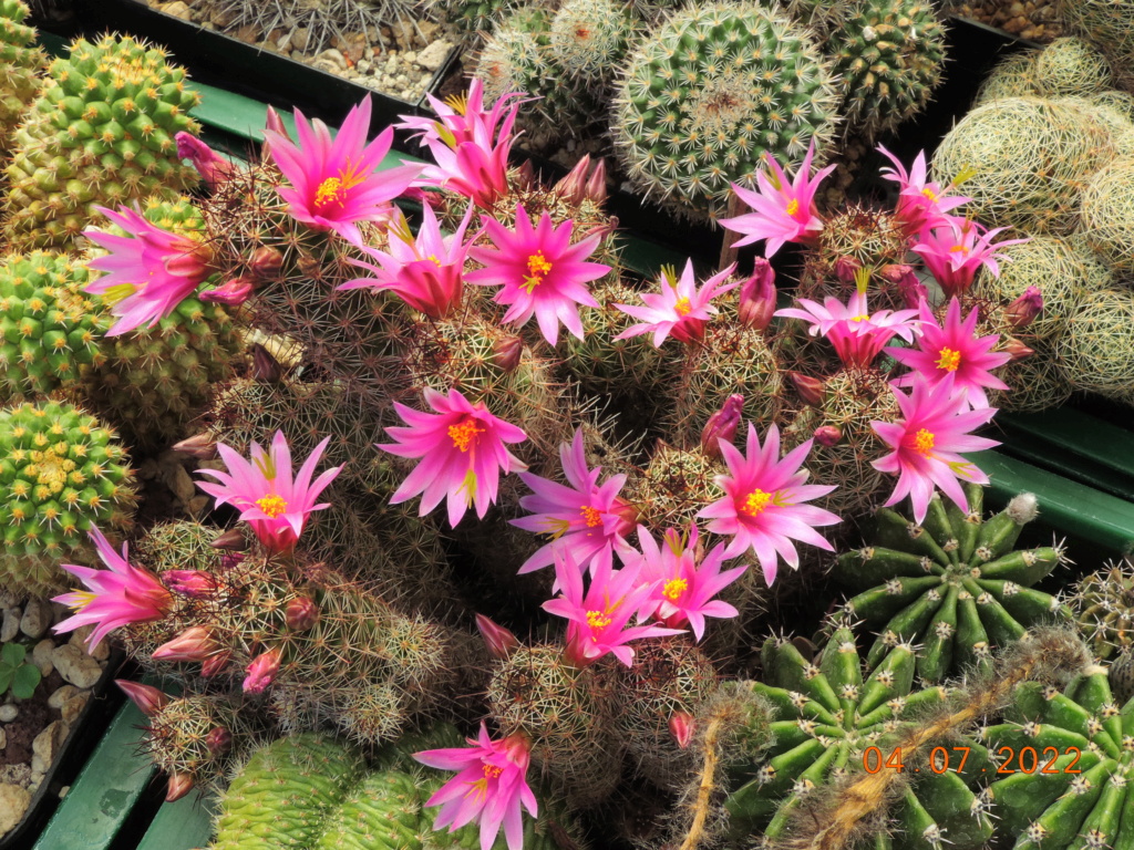 Cacti and Sukkulent in Köln, every day new flowers in the greenhouse Part 277 Bild9574