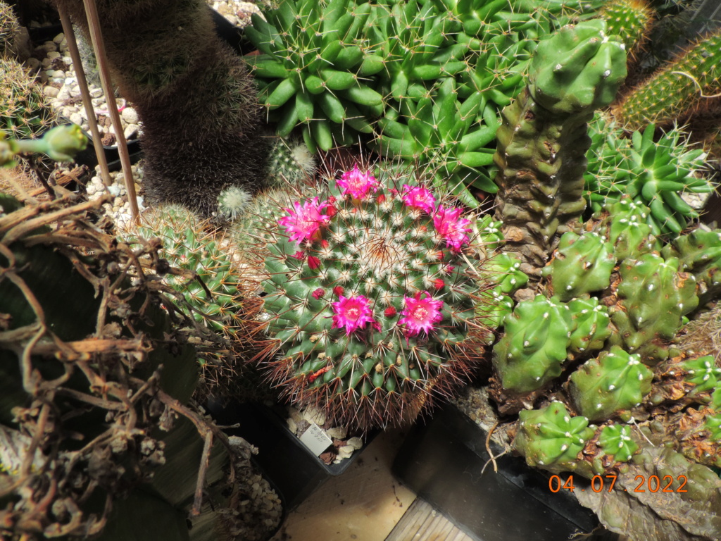 Cacti and Sukkulent in Köln, every day new flowers in the greenhouse Part 277 Bild9576