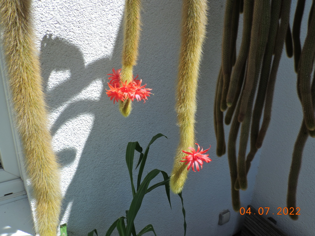 Cacti and Sukkulent in Köln, every day new flowers in the greenhouse Part 277 Bild9577