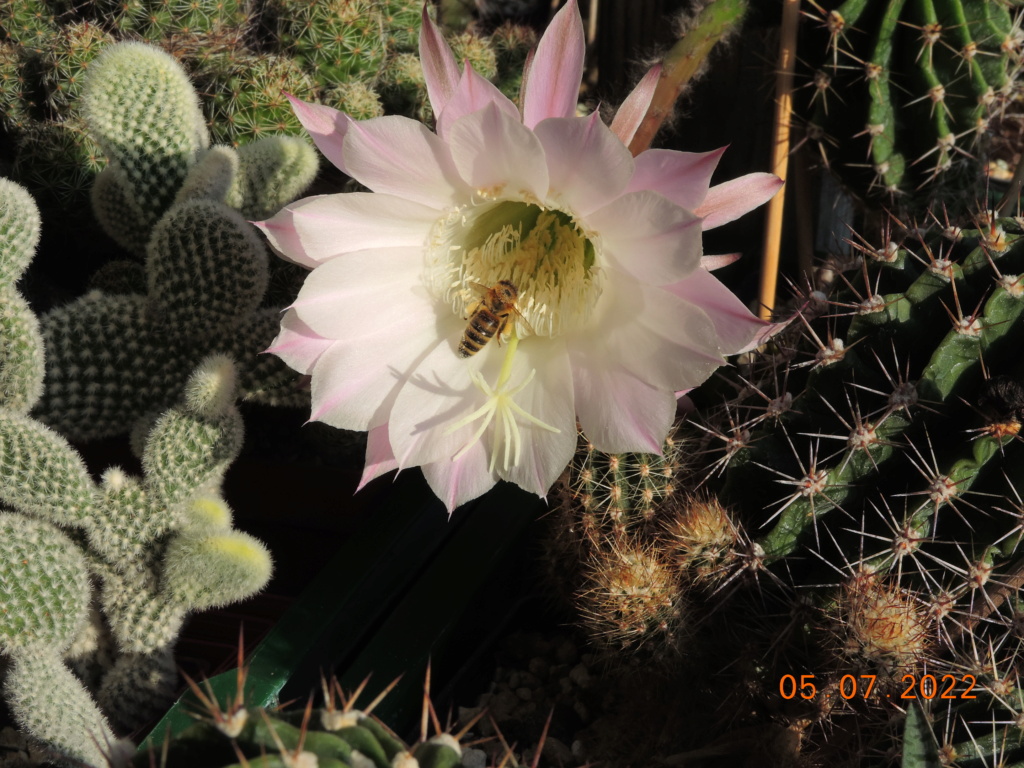 Cacti and Sukkulent in Köln, every day new flowers in the greenhouse Part 278 Bild9593