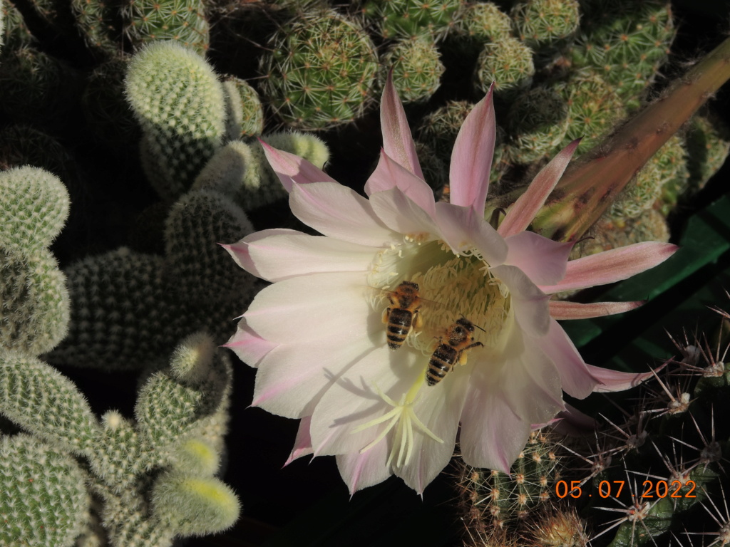Cacti and Sukkulent in Köln, every day new flowers in the greenhouse Part 278 Bild9594