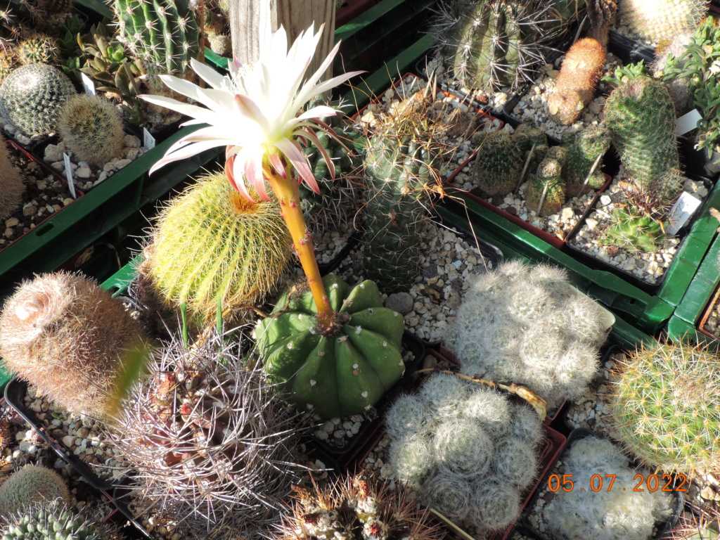 Cacti and Sukkulent in Köln, every day new flowers in the greenhouse Part 278 Bild9596