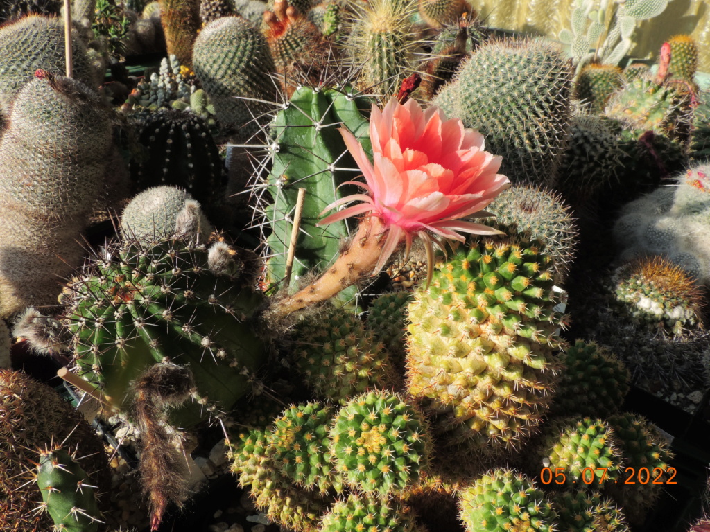 Cacti and Sukkulent in Köln, every day new flowers in the greenhouse Part 278 Bild9597