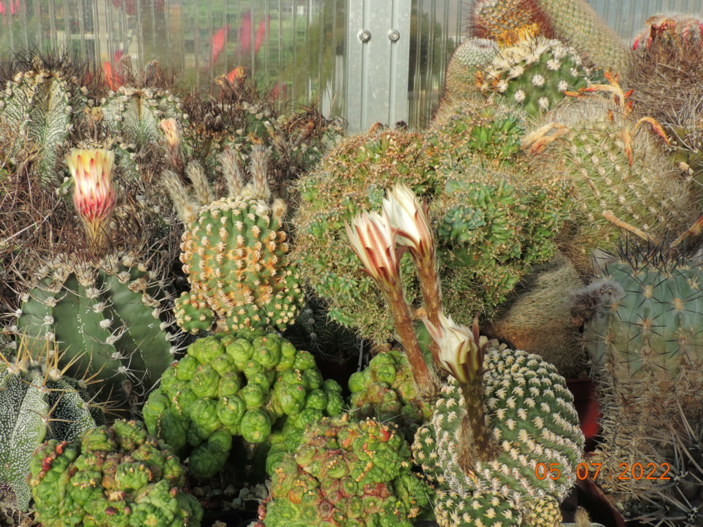 Cacti and Sukkulent in Köln, every day new flowers in the greenhouse Part 278 Bild9600