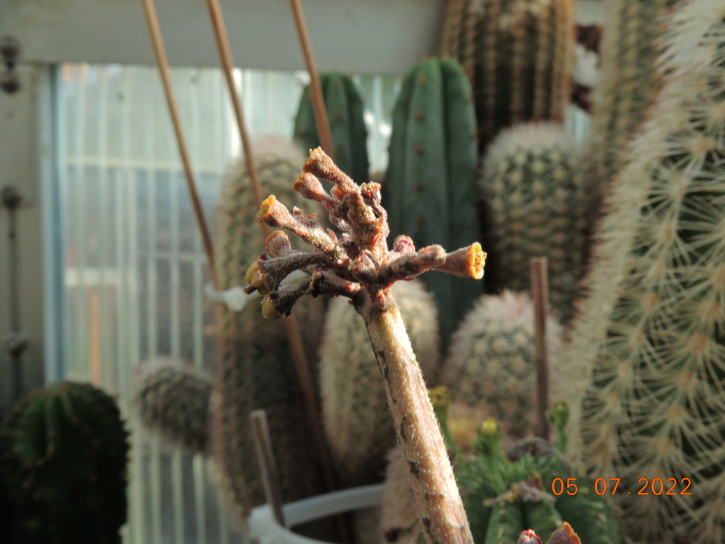 Cacti and Sukkulent in Köln, every day new flowers in the greenhouse Part 278 Bild9601