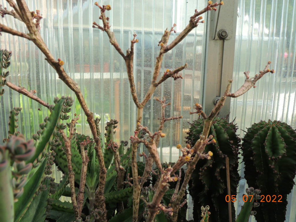 Cacti and Sukkulent in Köln, every day new flowers in the greenhouse Part 278 Bild9602