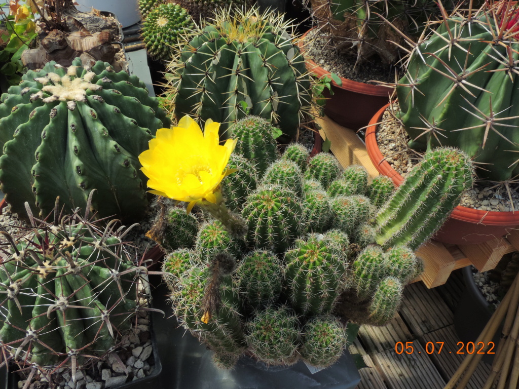 Cacti and Sukkulent in Köln, every day new flowers in the greenhouse Part 278 Bild9603