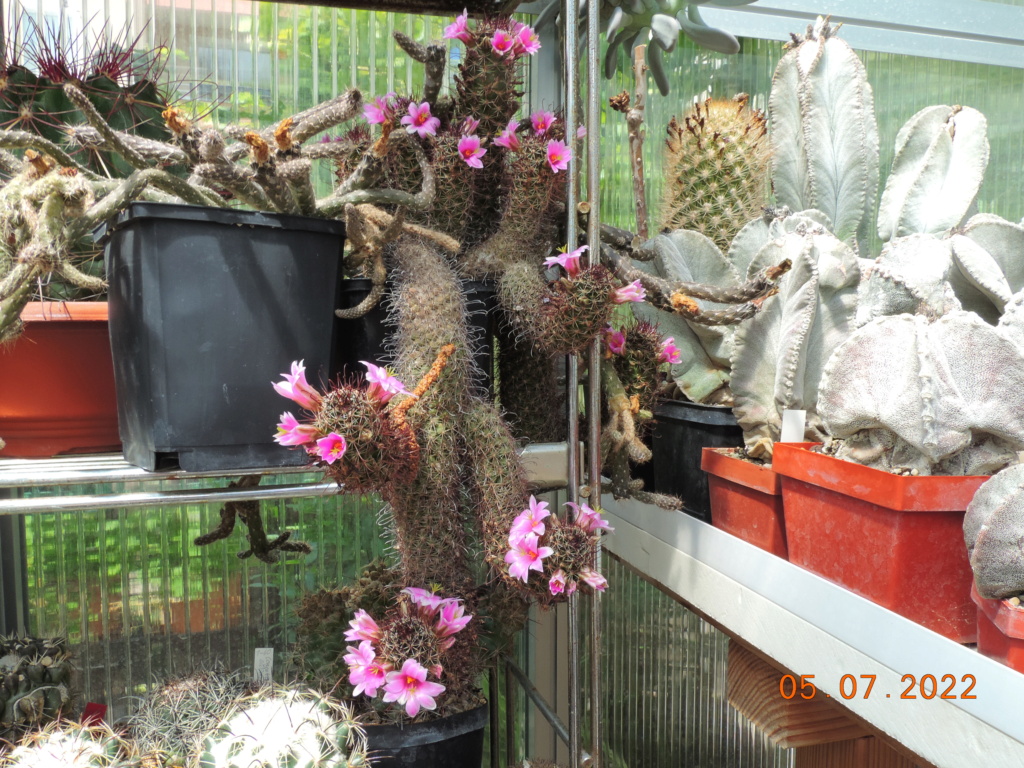 Cacti and Sukkulent in Köln, every day new flowers in the greenhouse Part 278 Bild9612