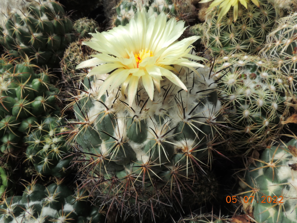 Cacti and Sukkulent in Köln, every day new flowers in the greenhouse Part 278 Bild9613