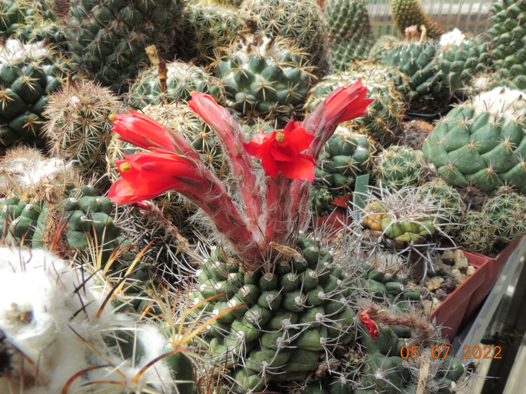 Cacti and Sukkulent in Köln, every day new flowers in the greenhouse Part 278 Bild9614