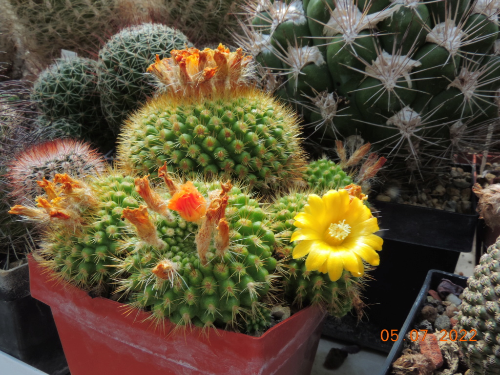 Cacti and Sukkulent in Köln, every day new flowers in the greenhouse Part 278 Bild9616