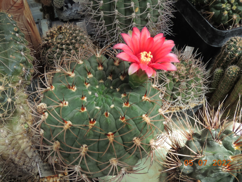 Cacti and Sukkulent in Köln, every day new flowers in the greenhouse Part 278 Bild9618