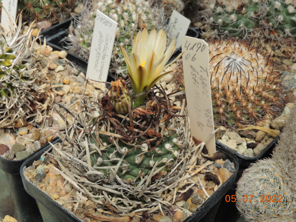 Cacti and Sukkulent in Köln, every day new flowers in the greenhouse Part 278 Bild9620